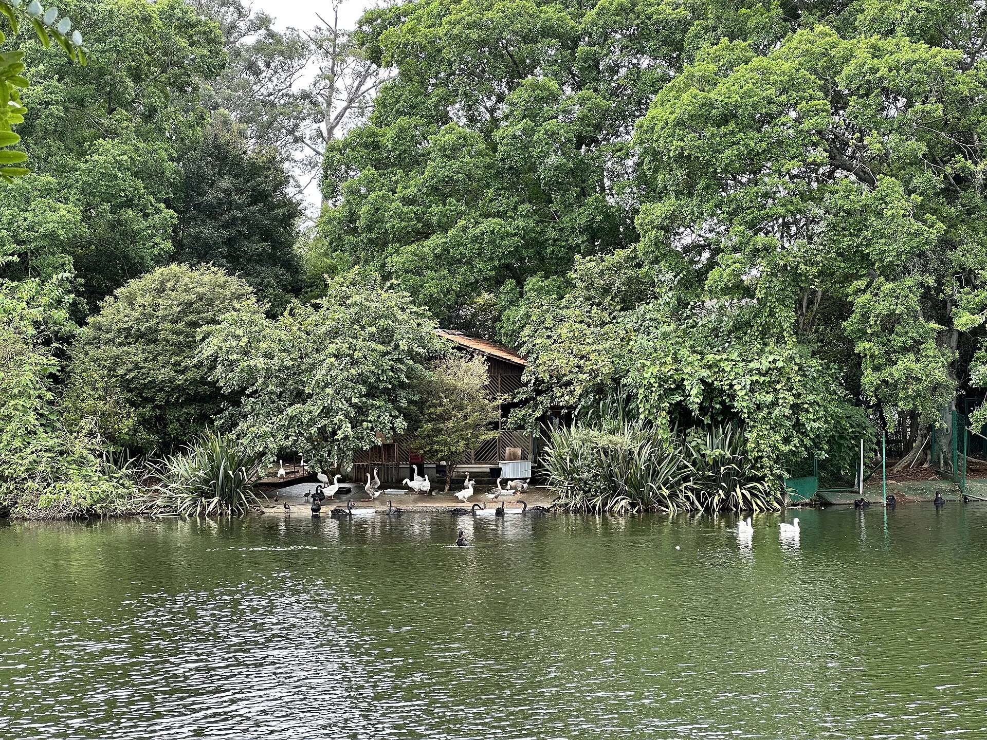 Fotografia real do lago e da vegetação do Parque Ibirapuera